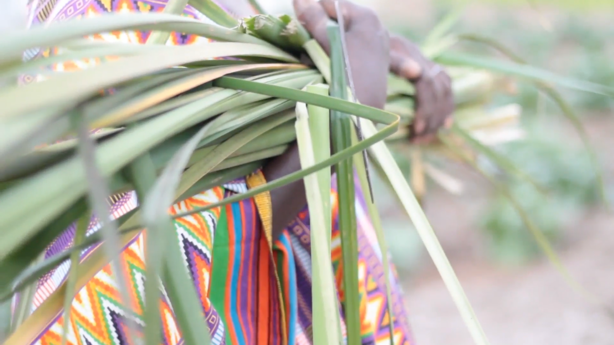 Wolof artisan hands holding harvested Ndiorokh grass, Senegal